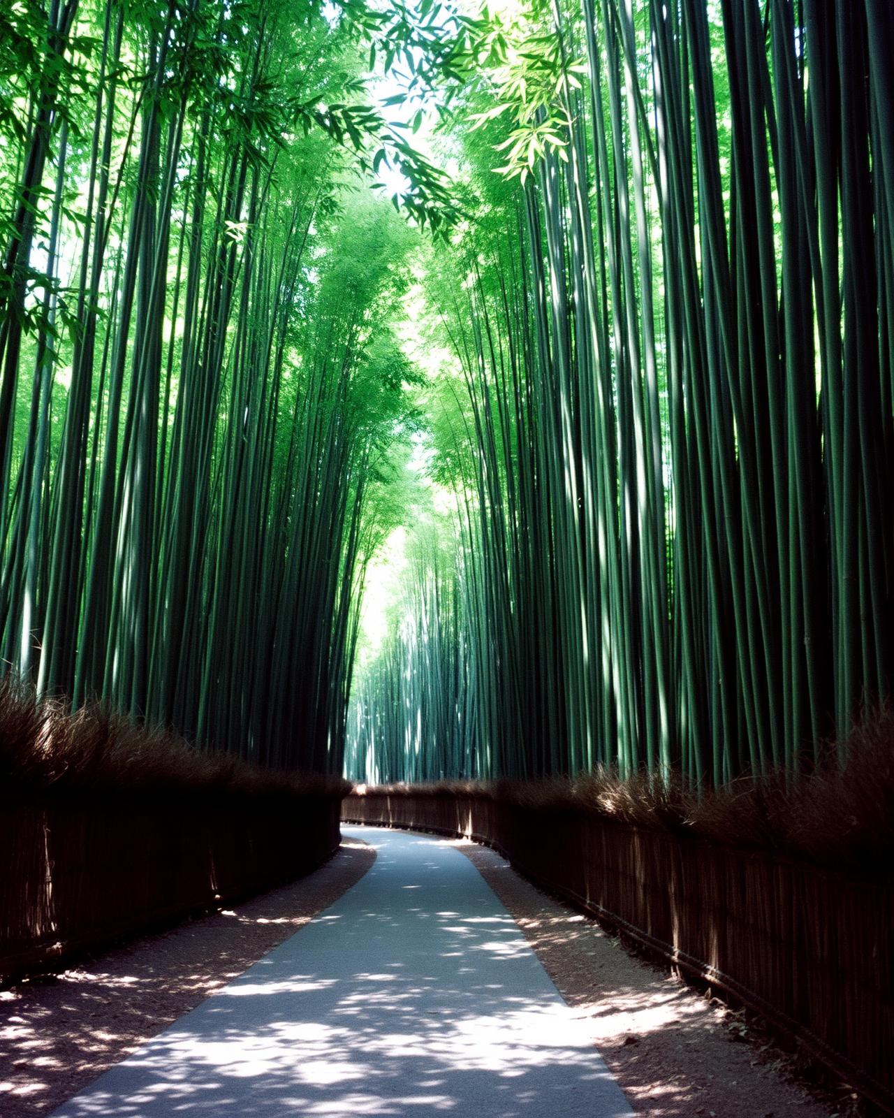 Bamboo grove in Arashiyama